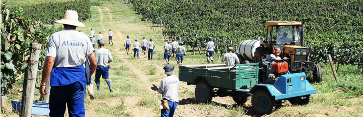 Vinícolas – Tanques de fermentação em cimento