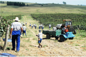 Vinícola tanque de fermentação de cimento