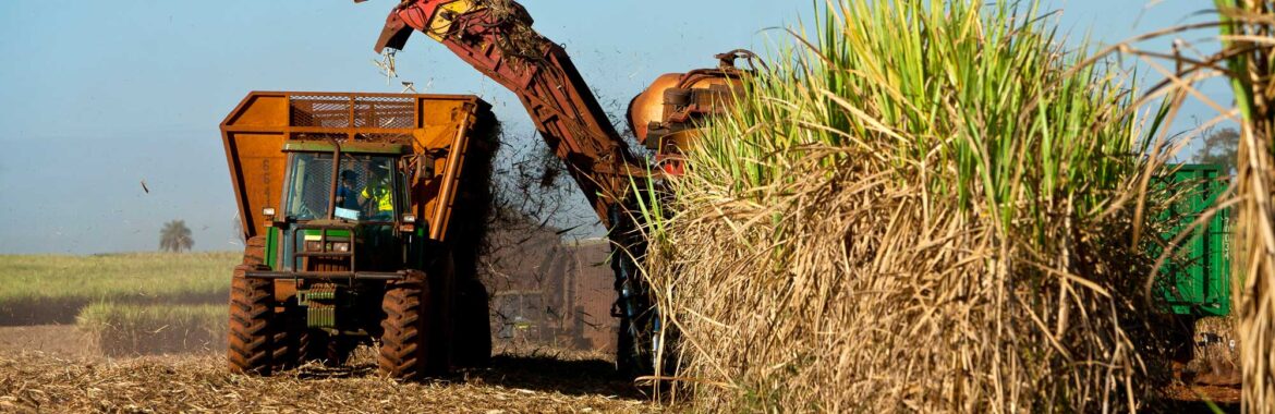 À Beira de uma Crise: O Futuro da Segurança Alimentar na Europa