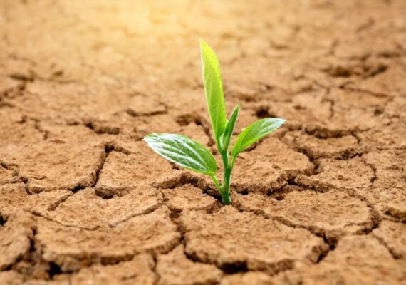 O Impacto da Seca Prolongada no Agronegócio Brasileiro