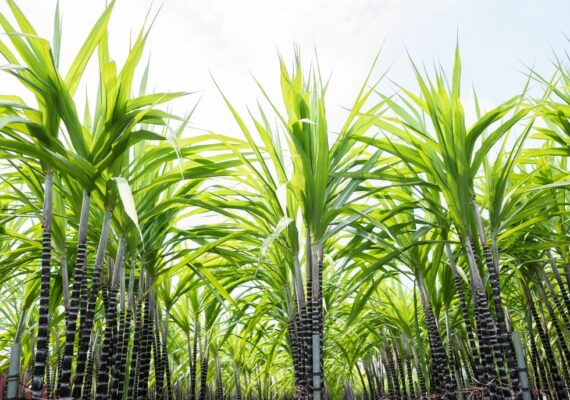 IMPACTOS CLIMÁTICOS NA PRODUÇÃO DE CANA DE AÇÚCAR